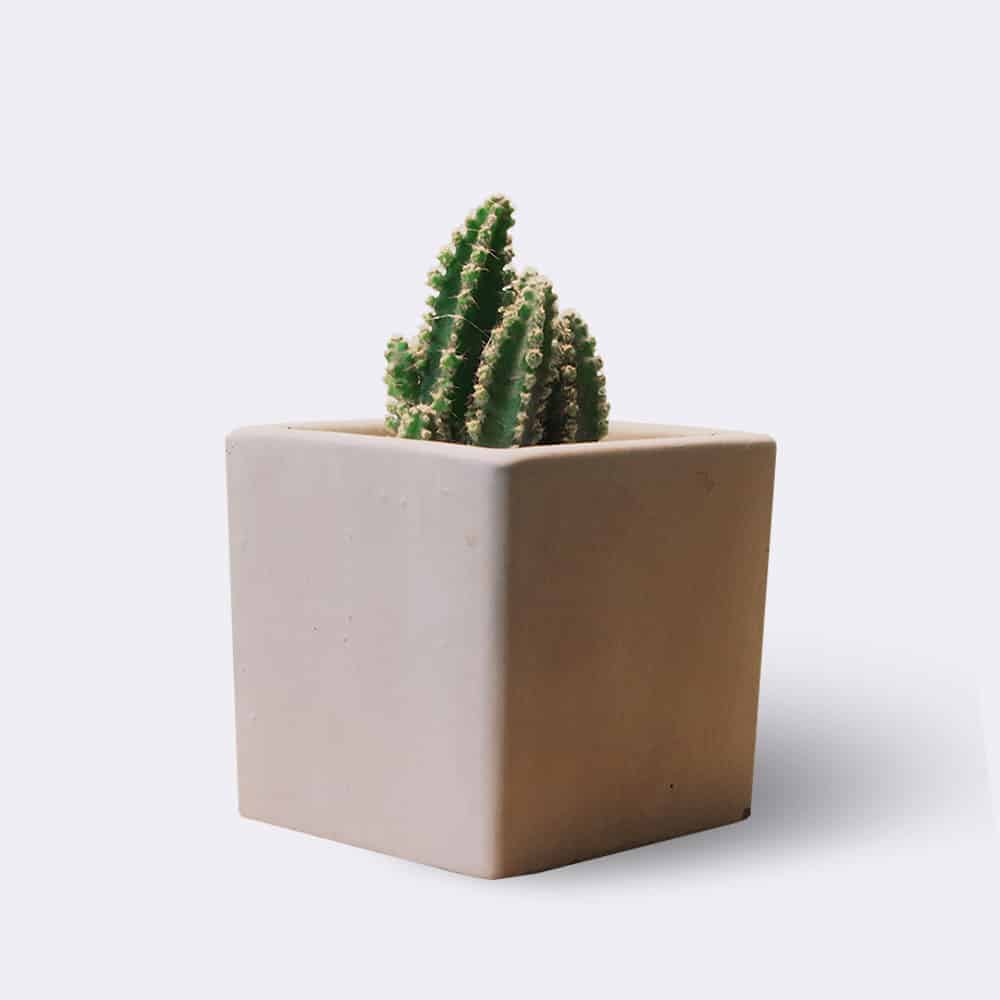 cactus2-free-img cactus2 free img